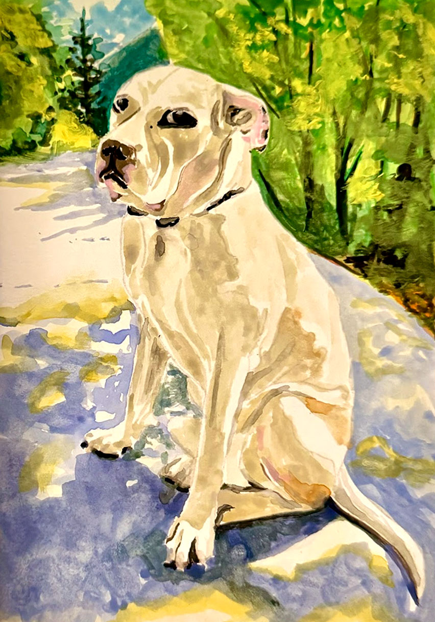 Buddy, a white dog wearing a black collar, sits on a sunlit woodland path with green trees and violet shadows.