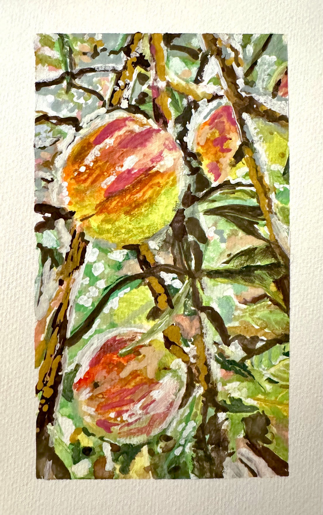 Pink, orange and yellow peaches hanging among green leaves and dark branches, surrounded by a white sketchbook page.